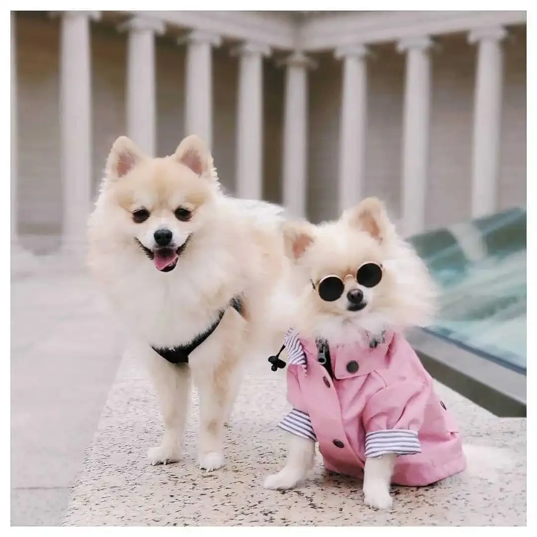 Retro Padded Windproof British Style Rainproof Dog Raincoat Pet Dog Jacket Coats Small Dog Clothes for Small Large Dogs